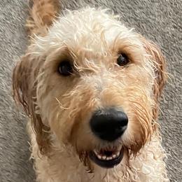Goldendoodles and Golden Retrievers from Goldenhubb