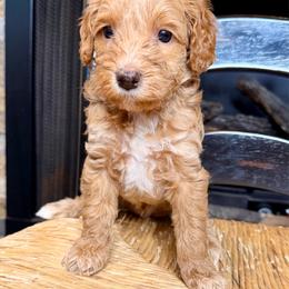 Beau - Red male Bernedoodle puppy in Tyner, Kentucky from Good Dog Doodles