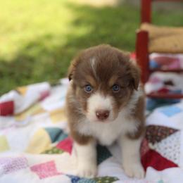 Stetson - Red tri-color male Australian Shepherd puppy in Bagley, Iowa from Diamond M Aussies