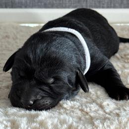 Jasmine - Black female Labrador Retriever puppy in Richfield, Utah from Stormy River Retrievers