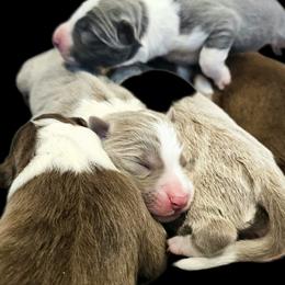 Bud - Lilac male Border Collie puppy in Cedar Springs, Michigan from Lyncroft Border Collies