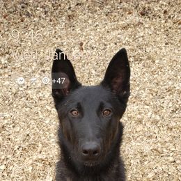 Dutch Shepherd All Grown Up from Island Shepherds