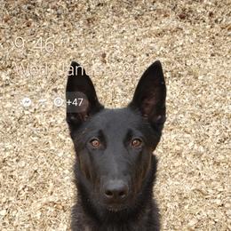 Dutch Shepherd All Grown Up from Island Shepherds