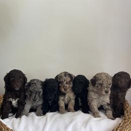 Goldendoodle and Poodle Puppies from Luxipawspoodlesanddoodles