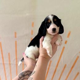 Penelope - Piebald female Dachshund puppy in Westport, Kentucky from Lonestar Creek Farm