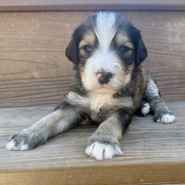 Wolfie - Tri-color male Bernedoodle puppy in Springville, Utah from Oodles of Bernedoodles