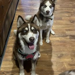 Phenix - Red and white male Siberian Husky puppy in Howard City, Michigan from Rustic Pines