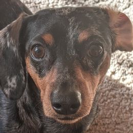 Jellybean - Dachshund