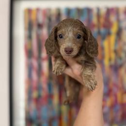Dolly - Fawn (isabella) and cream female Dachshund puppy in Coatesville, Indiana from ADH Dachshunds