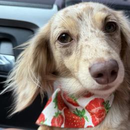Dachshunds from Crowder Doxies