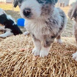 Australian Shepherd Puppies from West River Creekside Aussies