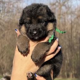 Cristal - Black and red female German Shepherd puppy in Canton, Texas from WILDWOOD GERMAN SHEPHERDS