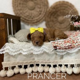 Goldendoodle Puppies from All My Doodles