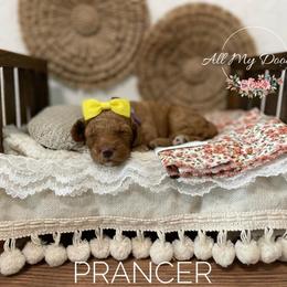 Goldendoodle Puppies from All My Doodles