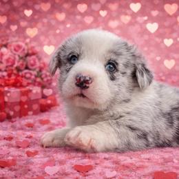 Rocker - Blue merle and white male Cardigan Welsh Corgi puppy in Kerens, West Virginia from Leather & Lace