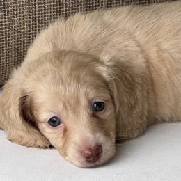 Bella - Cream female Dachshund puppy in Bentonville, Arkansas from Boujee Buns Dachshunds