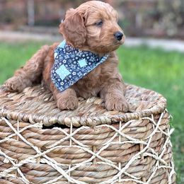 Goldendoodle Puppies from JD GoldenDoodles