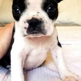 Boston Terriers from Boston Tea Party Terriers
