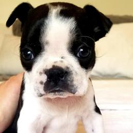 Boston Terriers from Boston Tea Party Terriers