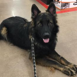 German Shepherds from J&A Shepherd's