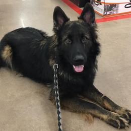 German Shepherds from J&A Shepherd's