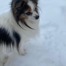 Beau - Papillon