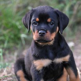 Roman - Black and mahogany male Rottweiler puppy in Cottage Grove, Oregon from Divine Rottweilers