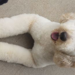 Molly - Goldendoodle