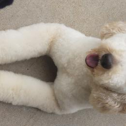 Molly - Goldendoodle