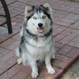 Torrance - Pomsky
