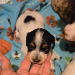 Sweet Heart - Piebald female Dachshund puppy in Edinburg, Virginia from Hunter Lane Dachshunds