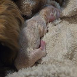 TBD - Cream male Dachshund puppy in Mobile, Alabama from Mobile Mini Dachshunds