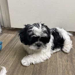 Shih Tzu Puppies from TACG