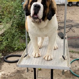 Saint Bernard Puppies from Ostara Kennel