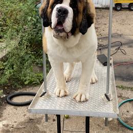 Saint Bernard Puppies from Ostara Kennel