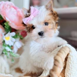 Biewer Terrier and Russian Salon Dog Puppies from Petit Bijou