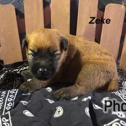 Zeke - Wheaten male Soft Coated Wheaten Terrier puppy in Gladewater, Texas from Felicias Swheaties