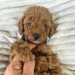 AKC NATHAN (black collar) - Red  male Poodle puppy in Dallas, Georgia from West Cobb Dogs