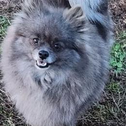 Millie - Pomeranian