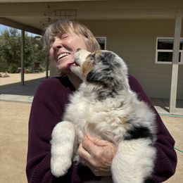 Australian Shepherd Puppies from Copper Sky Aussies of the Cental Coast