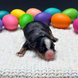 Boy 3 - Black tri male Miniature Australian Shepherd puppy in Covington, Pennsylvania from Rigas Mini Aussies LLC