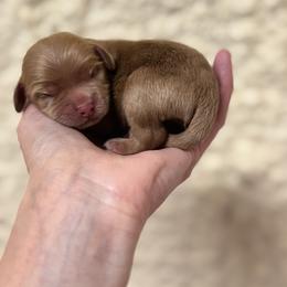 Thumper - Red male Cockapoo puppy in Ville Platte, Louisiana from The Barkery