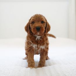 Midnight - Red  male Goldendoodle puppy in Vancouver, Washington from Blissful Doodles