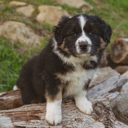 Peter - Tri-color male Border Collie puppy in Fresno, California from Alpine Tails