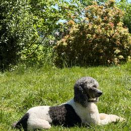 Bordoodle puppies from Prophecy Kennels