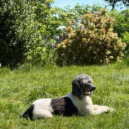Bordoodle puppies from Prophecy Kennels