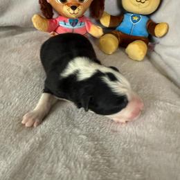 Chase - Black and white male Border Collie puppy in Dorr, Michigan from Pineview Farm
