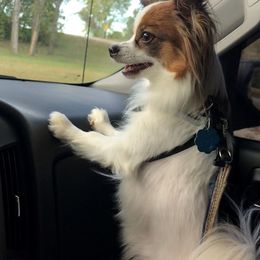 Papillon All Grown Up from Sandy's Pap's