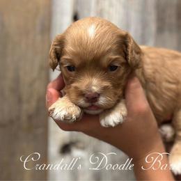 Nutmeg - Golden female Cockapoo puppy in Payson, Utah from Crandall’s Doodle Barn
