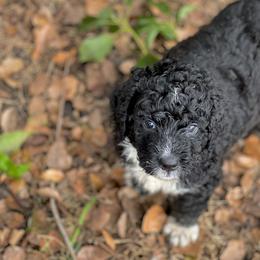 American Eskimo Dog and Bernedoodle Puppies from Shadow Kennels